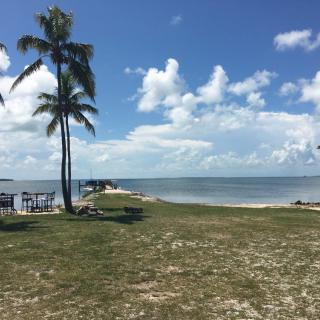 A serene beach with palm trees overlooking a calm ocean under a blue sky with fluffy clouds.