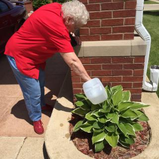 An elderly woman waters a plant in a garden on a sunny day.