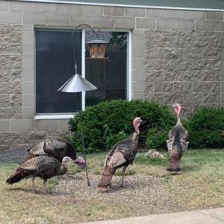 A group of turkeys foraging near a building.
