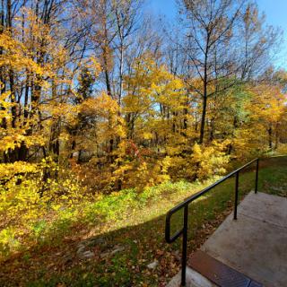 A beautiful autumn scene showcasing vibrant yellow foliage against a clear blue sky.