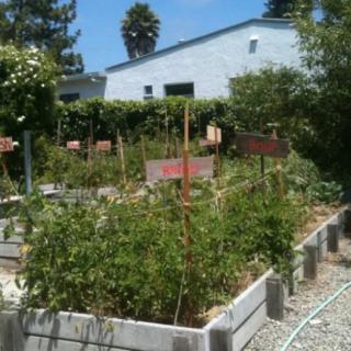 A lush vegetable garden with raised beds on a sunny day.
