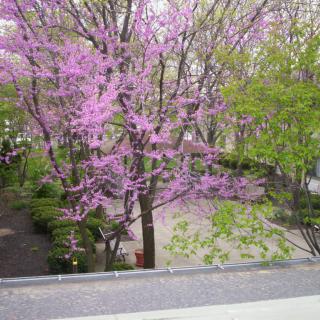 A serene garden scene with blooming purple flowers on trees, capturing the essence of spring.