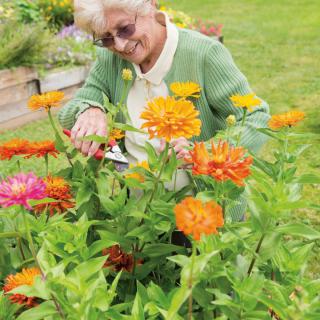 An elderly woman enjoying gardening among colorful flowers on a sunny day.