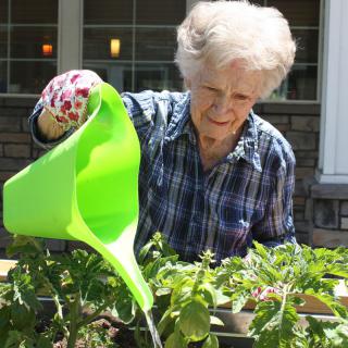 An elderly woman waters her plants with a green watering can in a garden setting.