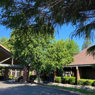 A sunny day view of a residential area with trees and a driveway.