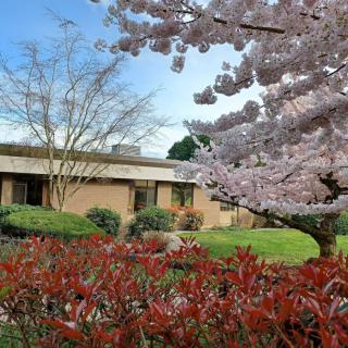 A garden scene with blooming cherry blossoms and a building in the background.