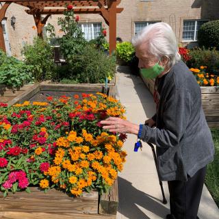 An elderly person wearing a mask tends to colorful flowers in a garden.