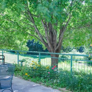 A serene outdoor scene featuring a lush green tree and blooming flowers along a fence.