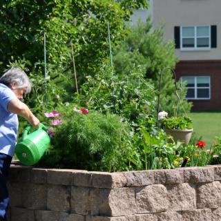 A person waters a lush garden with a green watering can on a sunny day.