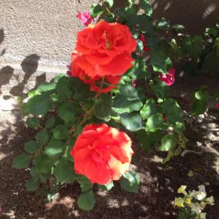 Bright red roses basking in sunlight in a garden setting.