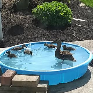 A group of ducks enjoying a sunny day in a kiddie pool.