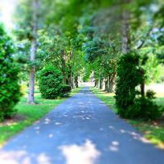 A scenic pathway lined with lush green trees, creating a tranquil natural setting.