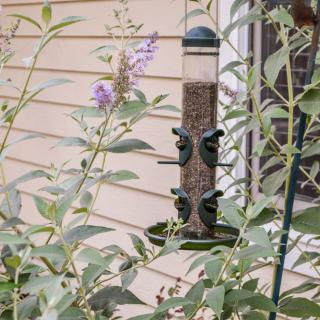 A bird feeder hangs in a garden surrounded by green plants and purple flowers.