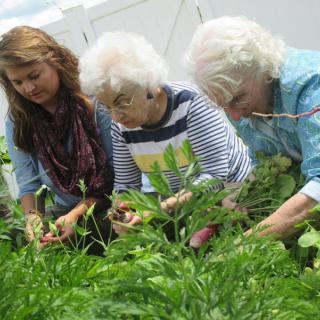 Three people engaged in gardening, tending to plants outdoors.