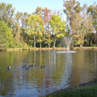 A serene park scene featuring a peaceful pond with ducks and a fountain surrounded by lush greenery.
