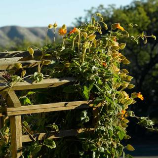 A wooden trellis covered with vibrant green vines and blossoming flowers under bright sunlight.