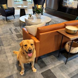 A cheerful Labrador sitting comfortably in a stylish living room.