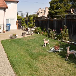 Deer exploring a residential backyard garden.
