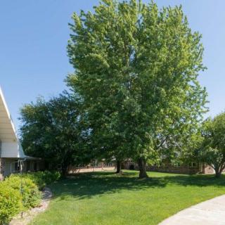 A lush green yard with trees and a house on a sunny day.