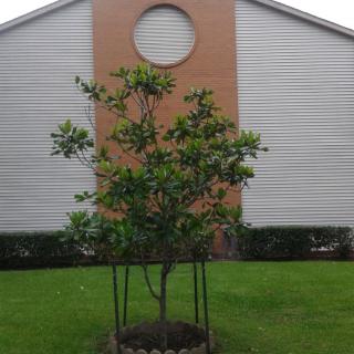 A small tree stands in front of a house with a round window design.