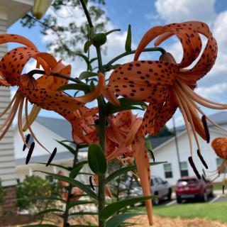 Vibrant orange tiger lilies blooming in a sunny garden.