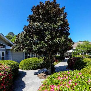 A scenic garden pathway lined with lush greenery and a tall tree on a sunny day.