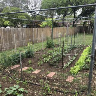 A well-tended vegetable garden in a backyard with various plants and trellis.