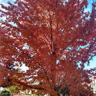 A vibrant tree showcasing stunning red leaves in autumn.