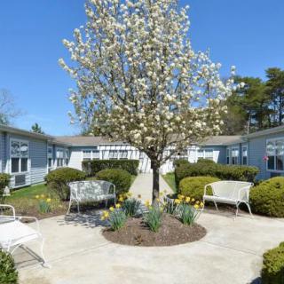 A peaceful courtyard garden with a blooming tree and benches surrounded by flowers.