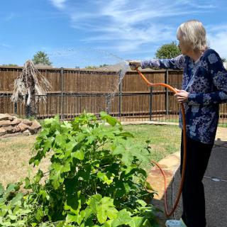 A woman watering her garden on a sunny day.