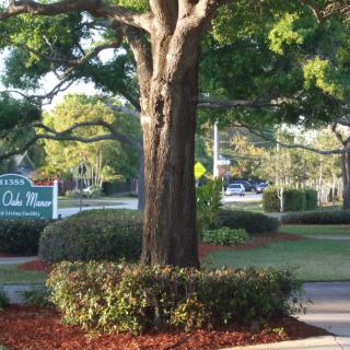 A large tree surrounded by greenery with a sign in the background.