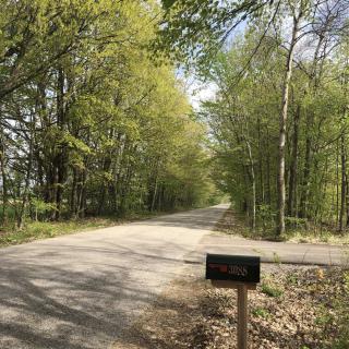 A quiet road winding through a lush, green forest with a lone mailbox by the roadside.