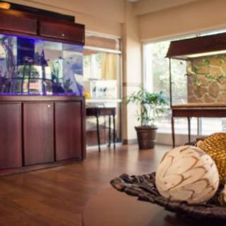 A stylish interior featuring an aquarium, wooden furniture, and decorative elements.
