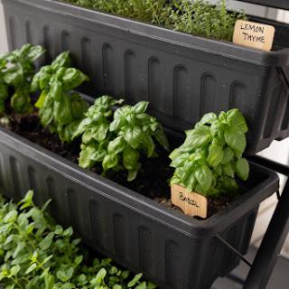 A collection of thriving basil plants in black planters, showcasing the beauty of indoor herb gardening.