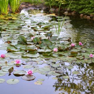 A serene pond adorned with blooming water lilies and lush greenery, reflecting the beauty of nature.