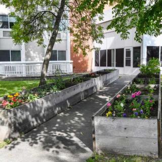 A sunny outdoor garden area with raised planters full of flowers and a tree, alongside a building.