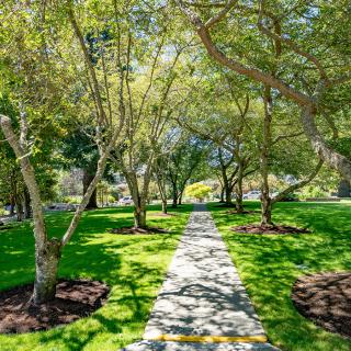 A serene pathway lined with trees in a lush green park.