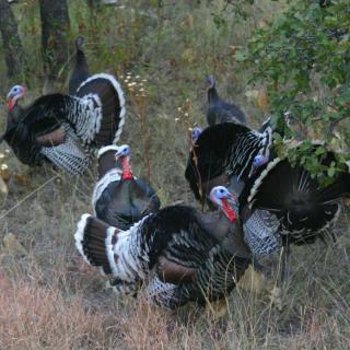 A group of wild turkeys foraging in a natural setting.