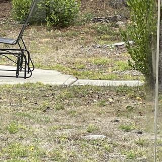 A garden patio with metal chairs and grassy surroundings.