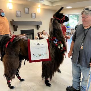 A beautifully decorated llama stands beside a person in a cozy indoor setting, showcasing the charm of animal therapy at a community event.