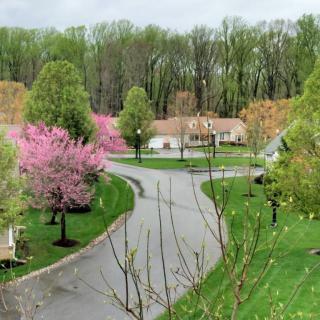 A serene suburban street lined with blossoming trees in spring.