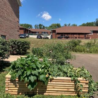 A sunny day in a garden with a raised bed filled with various plants and vegetables.