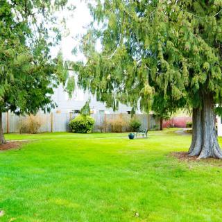 A serene garden with lush green grass, tall trees, and a wooden fence.