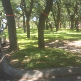 A serene park scene featuring a pathway surrounded by lush trees.