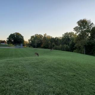 A serene evening view of a grassy park with trees lining the horizon.