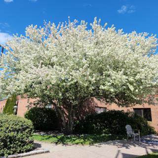A beautiful flowering tree in full bloom against a clear blue sky.