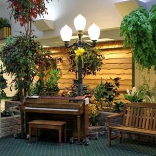 A cozy indoor setting with a piano surrounded by lush plants and wooden seating.