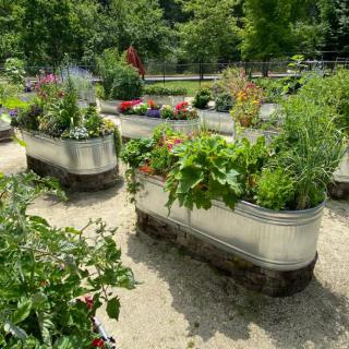 A garden featuring various plants in raised metal beds arranged outdoors.