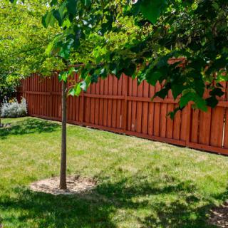 A sunlit backyard garden with a small tree and wooden fence.