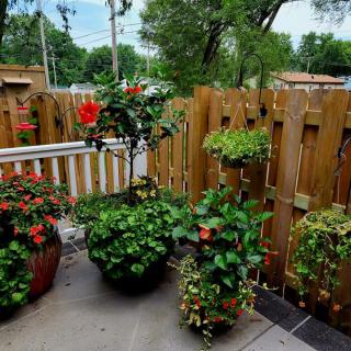 A peaceful patio garden with a variety of potted plants and colorful flowers beside a wooden fence.